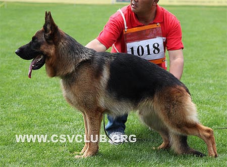 V5 1018 杰瑞，Gerry v. Grafenbrunn，CSZ8002320，犬主：纪增武