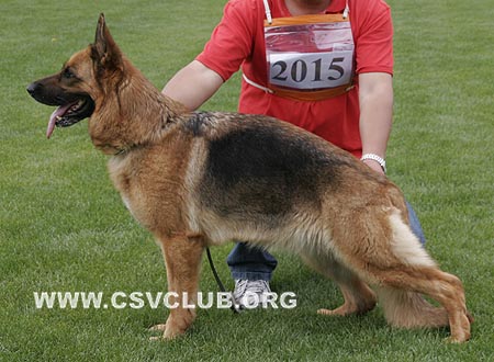 V1 2015 塔瑞，Tarah von der Wilhelmswarte，CSZ8002172，犬主：纪增武