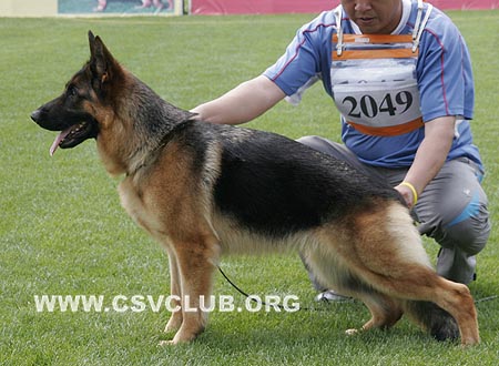 V2 2049 柴特塔，Chitta von ZhengDe，CSZ79643，犬主：王宝清