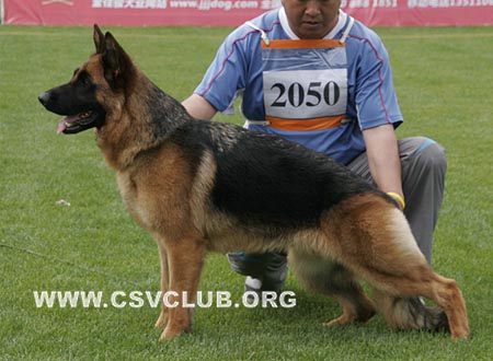 V3 2050 卡娜，Carna von ZhengDe，CSZ79645，犬主：王宝清