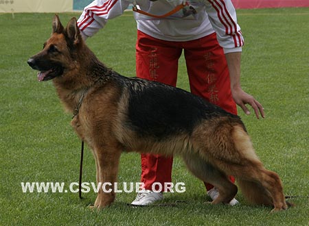 V4 2044 芭碧思，Babs von BaoLang，CSZ25546，犬主：唐闻