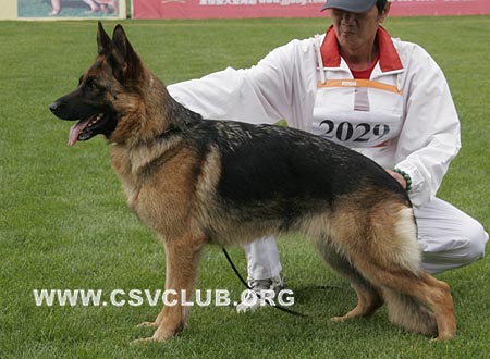 V5 2029 阿卡，Aaika von DongQi，CSZ61027，犬主：马起