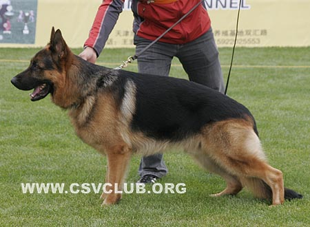 SG2 3012 威尔泊，Vurpo vom Hühnergrab，CSZ8002193，犬主：王华凯