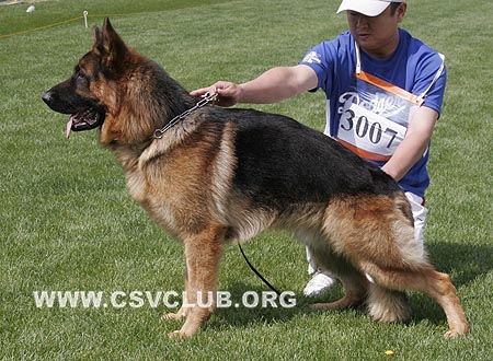 SG3 3007 艾米力，Emil von LuTai，CSZ88588，犬主：李强(鲁泰)
