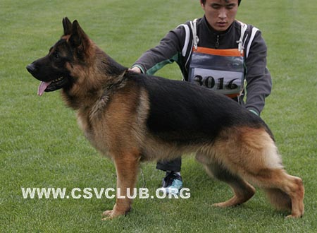 SG5 3016 巴斯克尔，Baskor von SaDanLangBao，CSZ110241，犬主：郑锡春