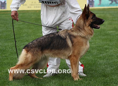 SG2 4006 海利，Heli von DaiLi，CSZ114918，犬主：戴利
