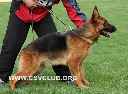 SG4 4021 凯瑟伊，Casey von ChunSheng，CSZ87477，犬主：汪剑平