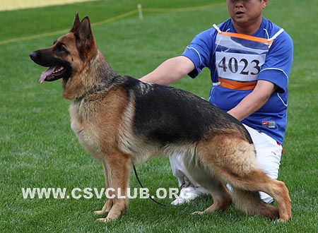SG5 4023 波卡萨，Becca von TaiHe，CSZ93312，犬主：王立民(泰和)