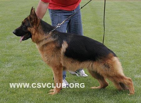 SG1 5011 甘瑞，Gary von WeiSheng，CSZ96634，犬主：纪增武