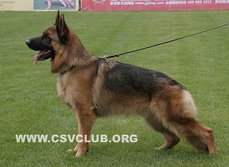 SG2 5019 爱斯曼，Iceman von Santamar，CSZ8002195，犬主：史国清(长风)
