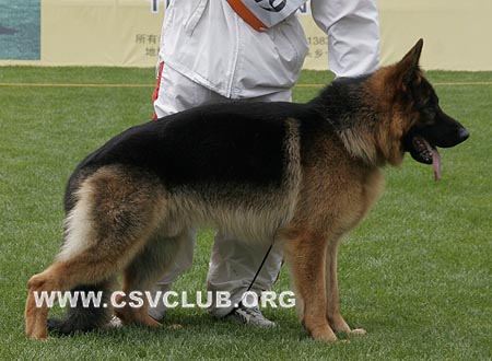 SG3 5029 库力安，Kilian von MingZhu，CSZ117605，犬主：张春枢