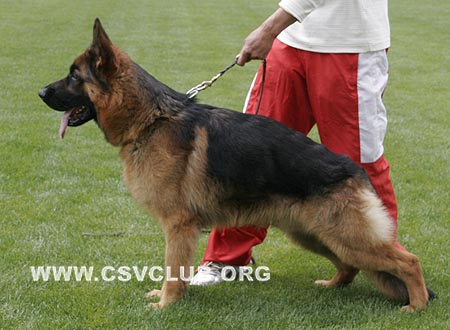 SG4 5037 波热力，Berrylee von ChangBaiShan，CSZ90072，犬主：劳忠志