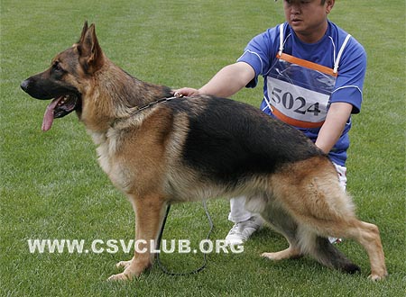 SG5 5024 比默,Bimo von BoYu，CSZ97033，犬主：王喜庆