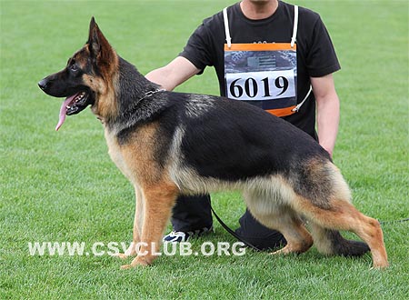 SG1 6019 伊比，Eibi von ShenYangJinXing，CSZW91697，犬主：李保成