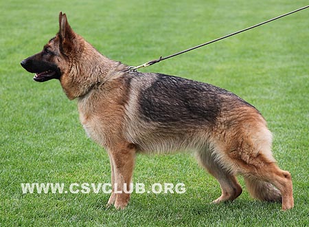 SG2 6042 艾斯昆，Icequeen von Santamar，CSZ8002194，犬主：史国清(长风)