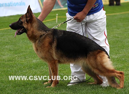 SG3 6056 柴歌，Chinger von BeiFangMingZhu，CSZ97029，犬主：王喜庆