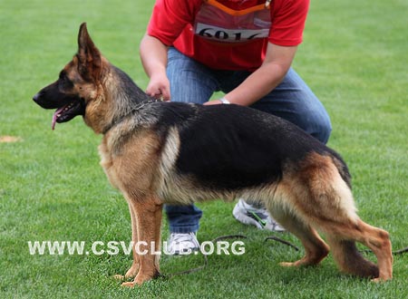 SG4 6016 格露提，Glutti von WeiSheng，CSZ96636，犬主：纪增武