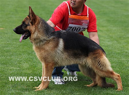 VV2 7007 黑尼热，Heinz von WeiSheng，CSZ104173，犬主：纪增武