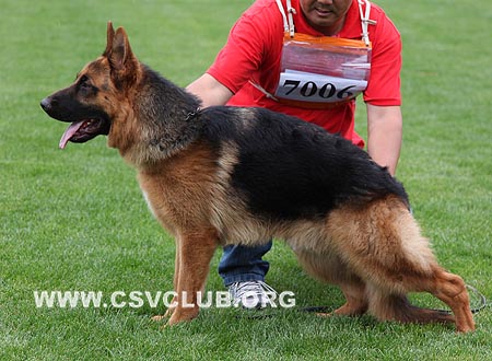 VV4 7006 达克库，Dacko von Li Dong，CSZ104685，犬主：侯振友