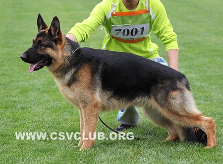 VV5 7001 班迪特，Bandit von JinXing，CSZ101103，犬主：包国龙