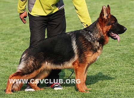 VV1 9002 乌索斯，Ursus von Woodland，CSZ107199，犬主：陈金飞