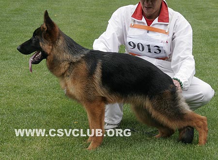 VV2 9013 非利，Verry von ZhongHao，CSZ117366，犬主：俞陆