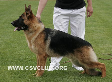 VV3 9004 布克斯，Bux von Chang Wen，CSZ110701，犬主：郭亮