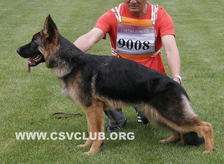 VV4 9008  彻沃斯，Chevas von Dong An Qiang Sheng，CSZ117848，犬主：李铁强