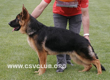 VV5 9014 驰力福，Chrif von ZhongYi，CSZ118018，犬主：张忠