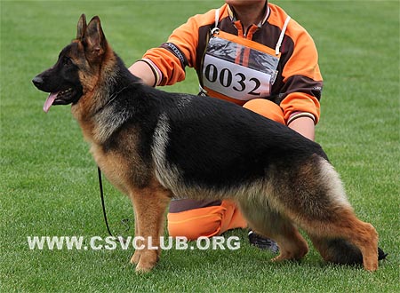 VV1 0032 豆妮娅，Donia von ShiDaYuan，CSZW117363，犬主：祖洪涛