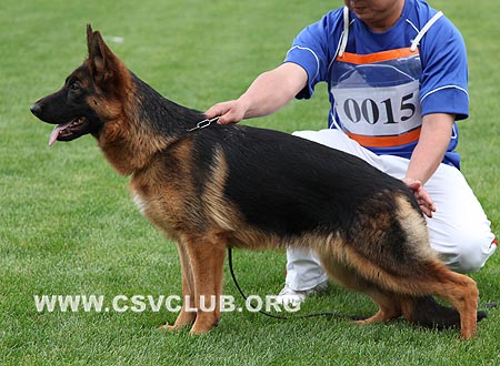 VV2 0015 占卡特拉，Jacatra von HaiLin，CSZW118005，犬主：唐柱林