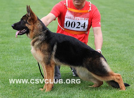 VV3 0024 客劳达，Clauda von JL Da Hong，CSZ116998，犬主：王洪臣