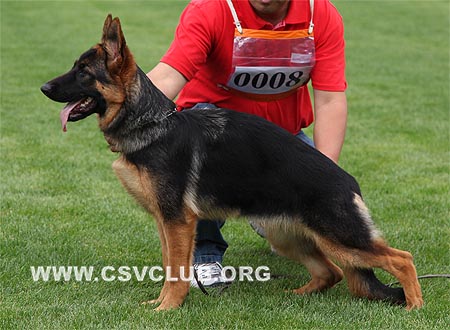 VV4 0008 奥塔利，Ops von WeiSheng，CSZW117925，犬主：纪增武
