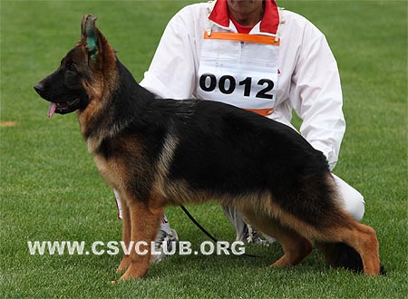 VV5 0012 蒂欧妮，Dionne von Zhong Yu，CSZ117084，犬主：刘贵文