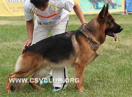 V1 1012 达克斯，Dax de Intercanina，CSZ8002188，犬主：李岩（菁华）
