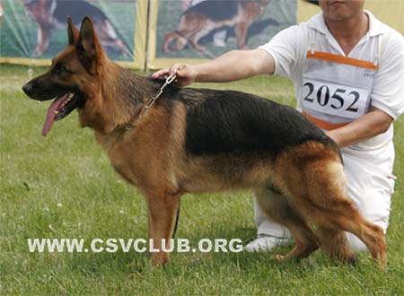 V3 2052 艾叮，Edin von TaiHe，CSZ49196，犬主：王立民(泰和)