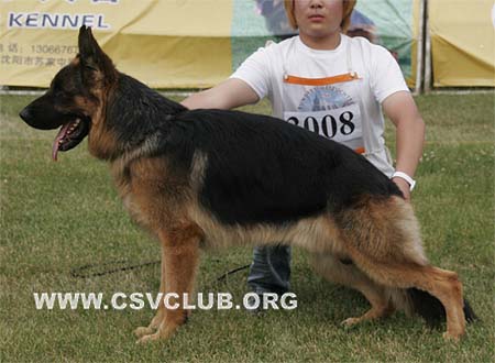 SG1 3008 艾吉，Eggy von ShenYangJiLi，CSZ91719，犬主：李岩（菁华）