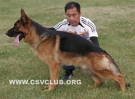 SG2 3012 巴拉杜，Baldur von TianJinJinDong，CSZ87053，犬主：刘新林