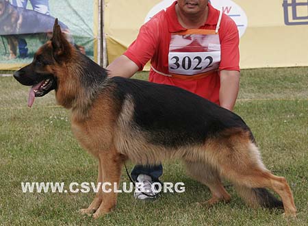SG3 3022 波力欧热，Berlioz von ShenYangDaYu，CSZ86718，犬主：王振宇
