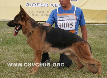 SG4 3005 卡尼图，Canto von ShenYangJinXing，CSZ82166，犬主：李保成