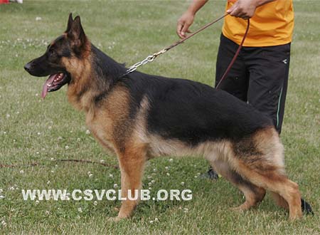 SG5 3026 查尼的鲁，Chandro von JinLiang，CSZ94692，犬主：杨素辰