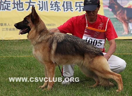 SG1 4005 海利，Heli von DaiLi，CSZ114918，犬主：戴利
