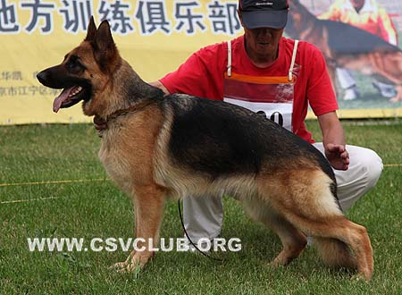 SG2 4020 波卡萨，Becca von TaiHe，CSZ93312，犬主：孙小东(大兴)