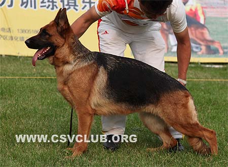 SG3 4040 森姿，Cenzl von WenHao，CSZ84559，犬主：杨学文（文昊）