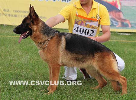 SG4 4002 芭丝思雅，Bascia von SanDing，CSZ90700，犬主：陈栋