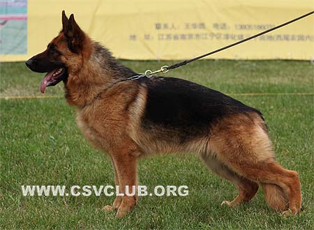 SG5 4022 坎萨，Cantha von WenHao，CSZ84560，犬主：田传军