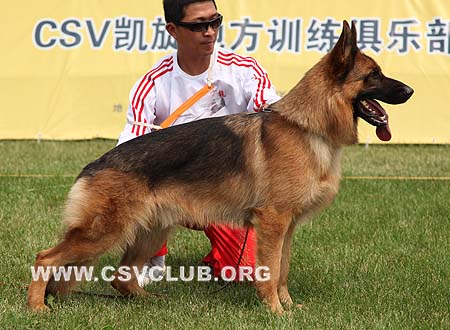 SG1 5021 爱斯曼，Iceman von Santamar，CSZ8002195，犬主：史国清(长风)