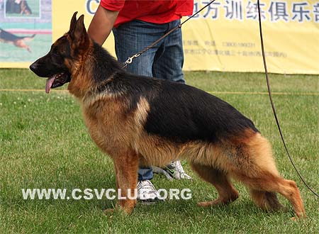 SG2 5010 甘瑞，Gary von WeiSheng，CSZ96634，犬主：纪增武