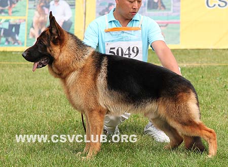 SG3 5049 瑶尼，Yonnie von ZhongHao，CSZW119672，犬主：董孟磊