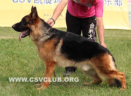 SG4 5030 格依奴，Gyno von HeLi，CSZ94586，犬主：王小宾(合利)